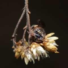 Bembecinus sp. (genus) at Hackett, ACT - 3 Mar 2020