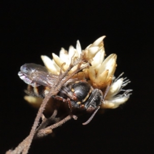 Bembecinus sp. (genus) at Hackett, ACT - 3 Mar 2020