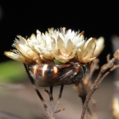 Bembecinus sp. (genus) at Hackett, ACT - 3 Mar 2020