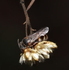 Bembecinus sp. (genus) at Hackett, ACT - 3 Mar 2020