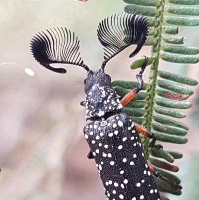 Rhipicera femorata (Feather-horned beetle) at Weetangera, ACT - 8 Mar 2020 by trevorpreston