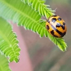 Peltoschema oceanica (Oceanica leaf beetle) at Weetangera, ACT - 8 Mar 2020 by tpreston