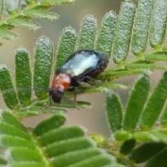 Adoxia benallae (Leaf beetle) at Dunlop, ACT - 8 Mar 2020 by trevorpreston