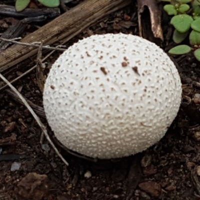 zz puffball at Weetangera, ACT - 8 Mar 2020 by tpreston