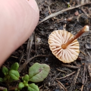 Crinipellis australis at Weetangera, ACT - 8 Mar 2020