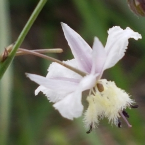 Arthropodium milleflorum at Dunlop, ACT - 8 Mar 2020