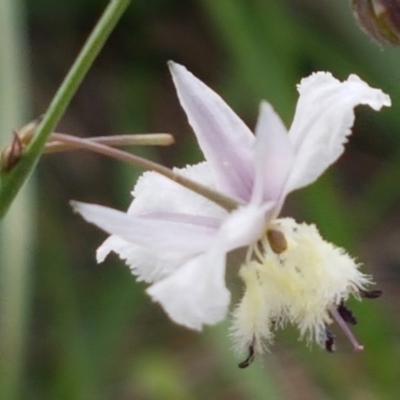 Arthropodium milleflorum (Vanilla Lily) at Dunlop, ACT - 8 Mar 2020 by trevorpreston