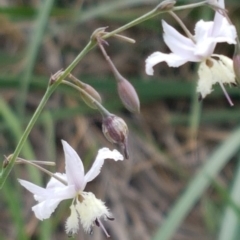 Arthropodium milleflorum at Dunlop, ACT - 8 Mar 2020