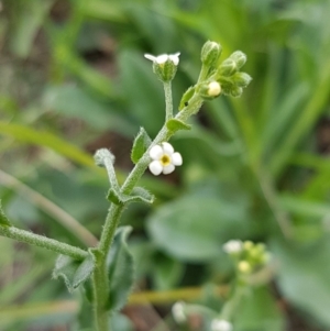 Hackelia suaveolens at Weetangera, ACT - 8 Mar 2020