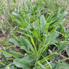 Hackelia suaveolens at Weetangera, ACT - 8 Mar 2020