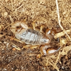 Urodacus manicatus (Black Rock Scorpion) at Dunlop, ACT - 8 Mar 2020 by tpreston