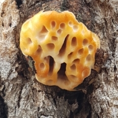 Hexagonia vesparia (Wasp Nest Polypore) at Dunlop, ACT - 8 Mar 2020 by trevorpreston