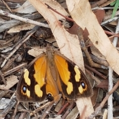 Heteronympha merope (Common Brown Butterfly) at Dunlop, ACT - 8 Mar 2020 by trevorpreston