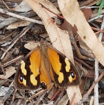 Heteronympha merope (Common Brown Butterfly) at Dunlop, ACT - 8 Mar 2020 by trevorpreston