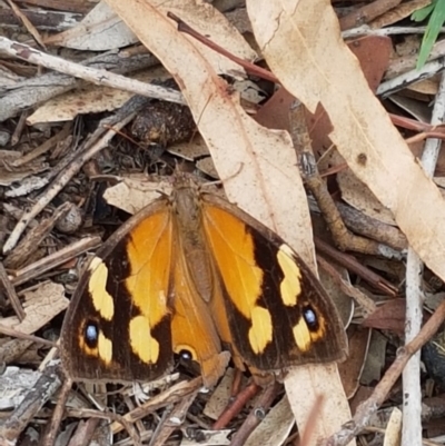 Heteronympha merope (Common Brown Butterfly) at The Pinnacle - 8 Mar 2020 by tpreston