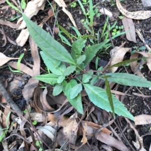 Pseuderanthemum variabile at Surf Beach, NSW - 7 Mar 2020 02:51 PM