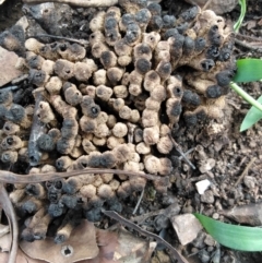 Unidentified Cup or disk - with no 'eggs' at Surf Beach, NSW - 7 Mar 2020 by LyndalT