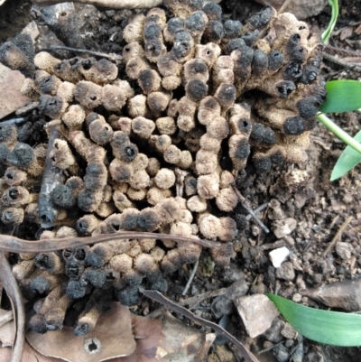 Unidentified Cup or disk - with no 'eggs' at Surf Beach, NSW - 7 Mar 2020 by LyndalT