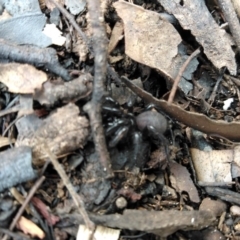 Atrax or Hadronyche sp. (Funnelweb spider) at Surf Beach, NSW - 7 Mar 2020 by LyndalT