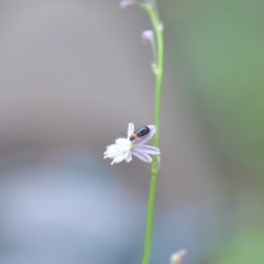 Arthropodium milleflorum (Vanilla Lily) at Surf Beach, NSW - 31 Mar 2020 by LyndalT