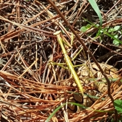 Unidentified Praying mantis (Mantodea) at Mawson, ACT - 7 Mar 2020 by Mike