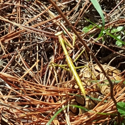 Unidentified Praying mantis (Mantodea) at Mawson, ACT - 7 Mar 2020 by Mike