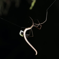 Ariamnes sp. (genus) (A whip spider) at Ainslie, ACT - 17 Nov 2019 by jb2602