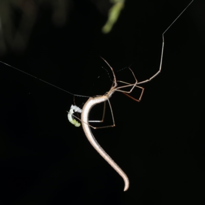 Ariamnes sp. (genus) (A whip spider) at Mount Ainslie - 17 Nov 2019 by jb2602