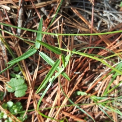 Grona varians (Slender Tick-Trefoil) at Isaacs, ACT - 7 Mar 2020 by Mike