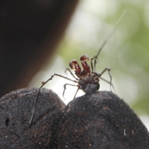 OPILIONES at Wattamolla, NSW - 5 Mar 2020 10:12 AM