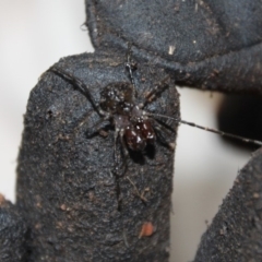 OPILIONES at Wattamolla, NSW - 5 Mar 2020