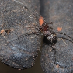 OPILIONES at Wattamolla, NSW - 5 Mar 2020 10:12 AM