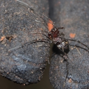 OPILIONES at Wattamolla, NSW - 5 Mar 2020