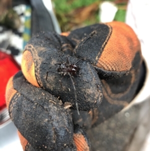 OPILIONES at Wattamolla, NSW - 5 Mar 2020