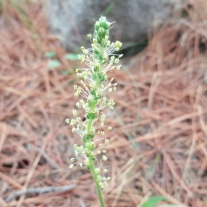 Plantago sp. at Isaacs, ACT - 9 Mar 2020