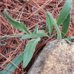 Plantago sp. at Isaacs, ACT - 9 Mar 2020