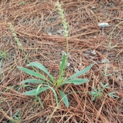 Plantago sp. at Isaacs, ACT - 9 Mar 2020