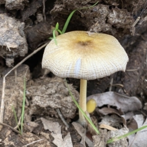 Bolbitius vitellinus at Quaama, NSW - 8 Mar 2020