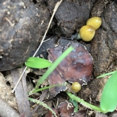 Bolbitius vitellinus at Quaama, NSW - 8 Mar 2020