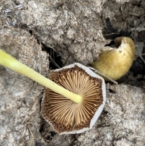 Bolbitius vitellinus at Quaama, NSW - 8 Mar 2020