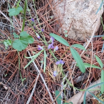 Glycine clandestina (Twining Glycine) at Isaacs, ACT - 7 Mar 2020 by Mike