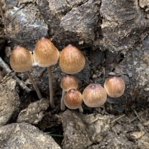 Panaeolus sp. at Quaama, NSW - 8 Mar 2020