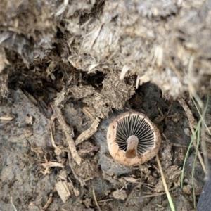 Panaeolus sp. at Quaama, NSW - 8 Mar 2020