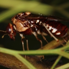 Pergagrapta polita (Sawfly) at Bruce Ridge to Gossan Hill - 19 Feb 2011 by Bron