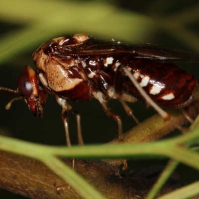 Pergagrapta polita (Sawfly) at Bruce, ACT - 19 Feb 2011 by Bron