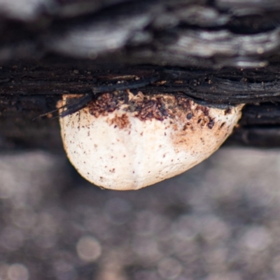 Polypore sp. at Yowrie, NSW - 7 Mar 2020 by rivers_end