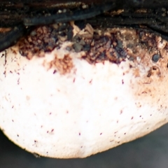 Polypore sp. at Yowrie, NSW - 8 Mar 2020