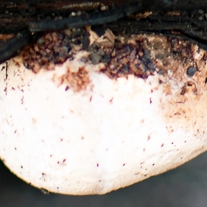 Polypore sp. at Yowrie, NSW - 8 Mar 2020