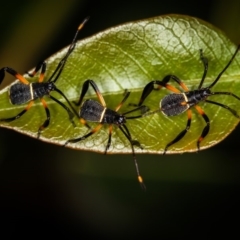 Mictis profana (Crusader Bug) at Bruce, ACT - 23 Nov 2011 by Bron