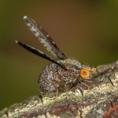 Trypetisoma digitatum (A lauxaniid fly) at Bruce, ACT - 23 Nov 2011 by Bron